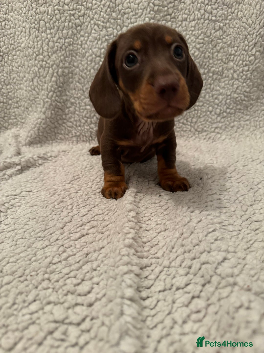 Miniature Dachshund dogs for sale: Miniature dachshund READY NOW - Advert 6