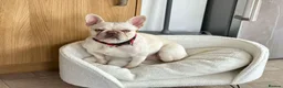 French Bulldog dogs for sale: 2 year old platinum French bulldog so sale in Deeside - Advert 1