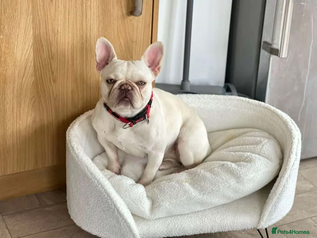 French Bulldog dogs for sale: 2 year old platinum French bulldog so sale in Deeside - Advert 1