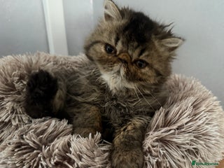 Persian cats - Advert 9