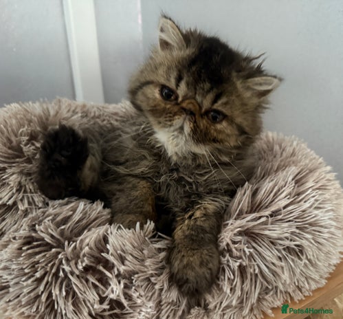 Persian cats - Advert 8