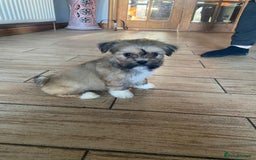 Lhasa Apso dogs for sale: Pure bred Lhasa apso pups  - Image 5