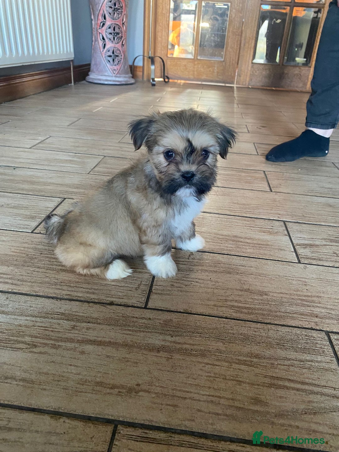 Lhasa Apso dogs for sale: Pure bred Lhasa apso pups  - Image 5