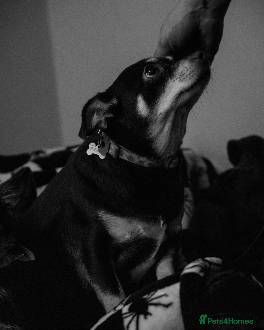 Mixed Breed dogs for sale: Milo and dinky - Advert 2