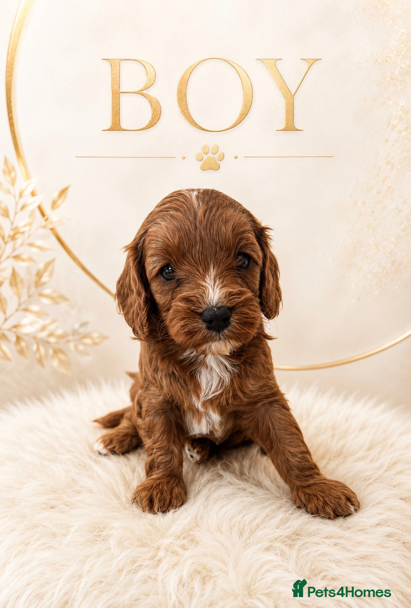 Cavapoo dogs Beautiful F1b Cavapoo’s 🧬 Health Tested Parents - Advert 2