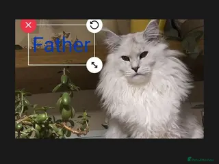Maine Coon cats RARELY LION KING - Advert 17
