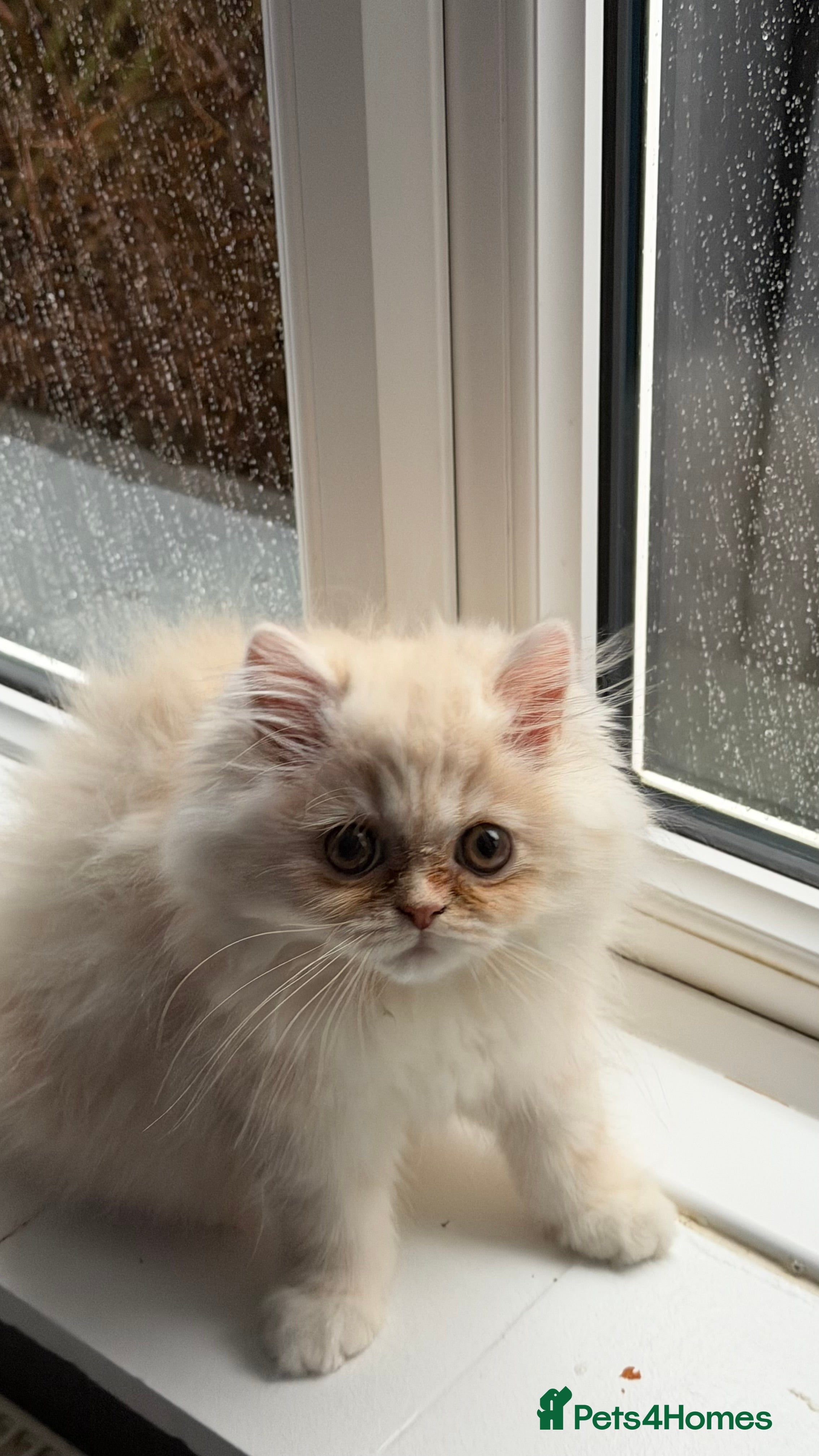 Persian cats Persian, Exotic Chinchilla Kittens (1 left) - Advert 1