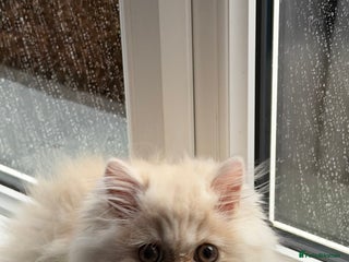 Persian cats Persian, Exotic Chinchilla Kittens (1 left) - Advert 1