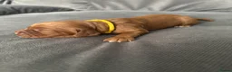 Cocker Spaniel dogs for sale: Red KC Registered Working Cocker Spaniel in Nottingham - Advert 4