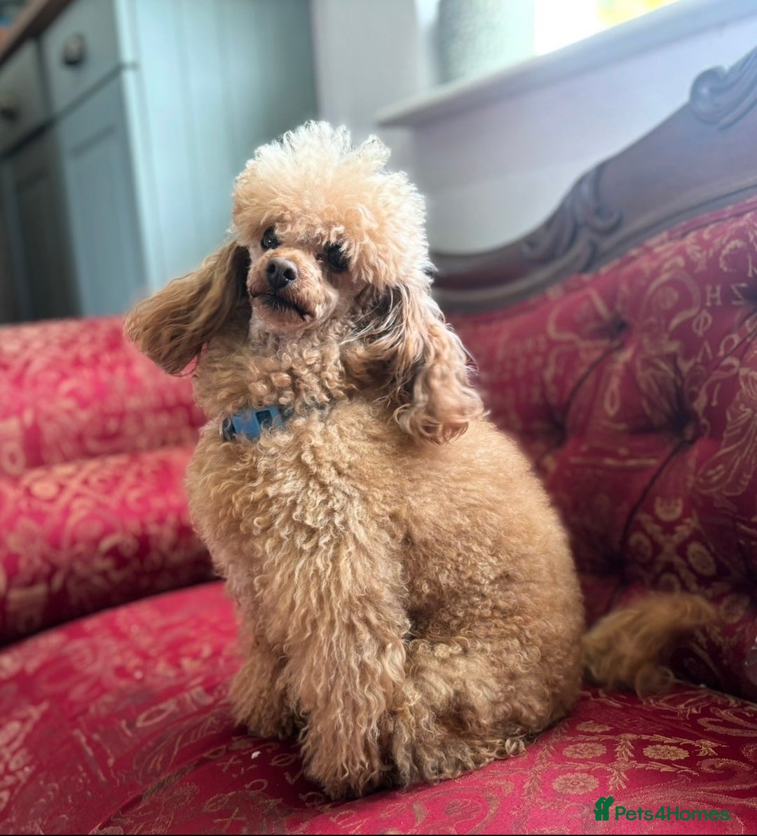 Cockapoo dogs for sale: Cockapoo Puppies (3/4 Toy Poodle/Cockapoo) - Image 12