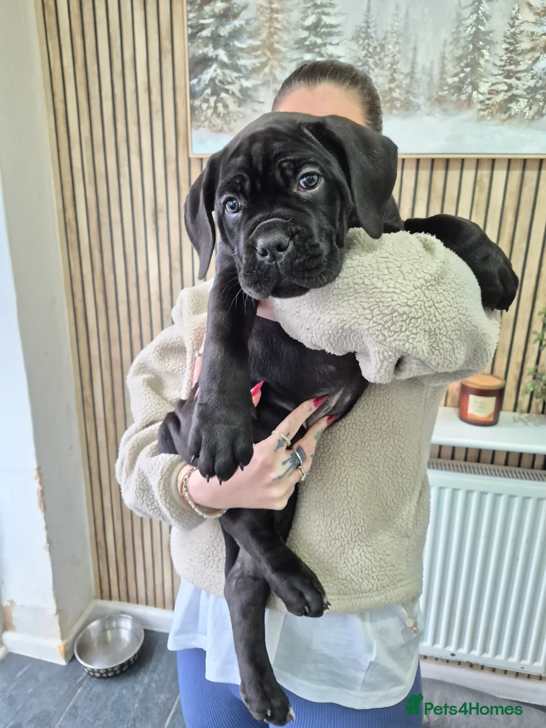 Cane Corso dogs for sale: ***REDUCED*** Cane Corso pups - Advert 3