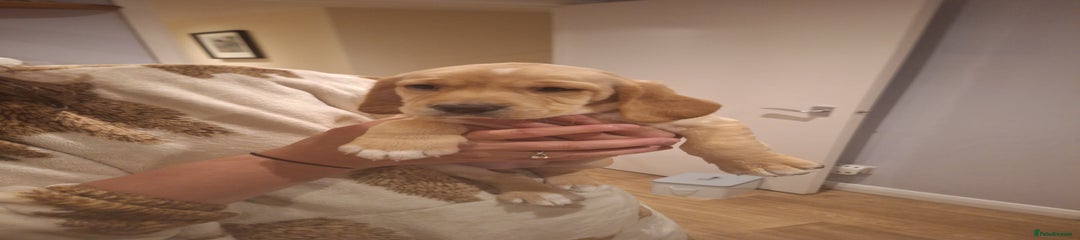 Cockerdor Puppy 4