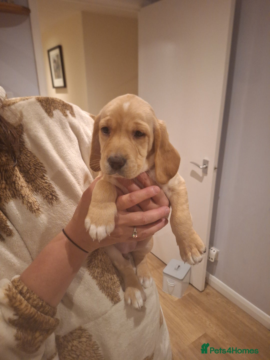 Cockerdor dogs for sale: Cockerdor puppies - Image 11