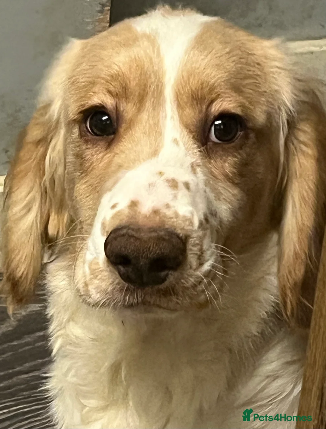 Cocker Spaniel dogs for sale: Working Cocker Spaniels - Advert 6