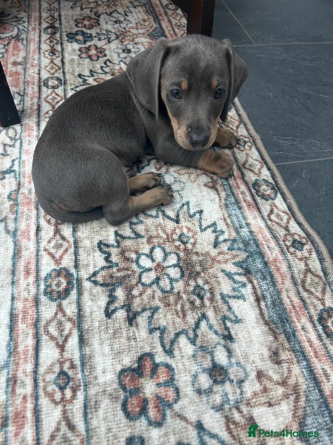 Miniature Dachshund dogs for sale: Miniature dachshund puppy’s  - Advert 13