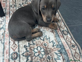 Miniature Dachshund dogs Miniature dachshund puppy’s - Advert 6