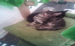 Mixed Breed cats for sale: 7 kittens are ready to go now  - Image 1