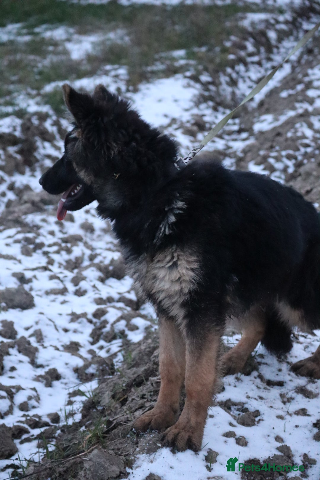German Shepherd dogs for sale: Lovely gsd female top pick - Advert 8