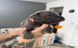 Mixed Breed dogs for sale: staffy x cane corso  - Image 7