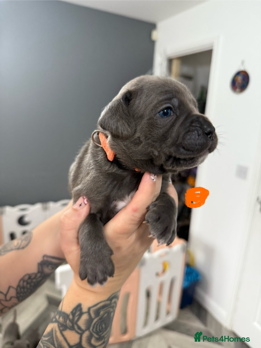 Mixed Breed dogs for sale: staffy x cane corso  - Image 7