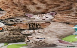 Bengal cats for sale: Snow bengal brown bengal rosseted kittens - Image 1