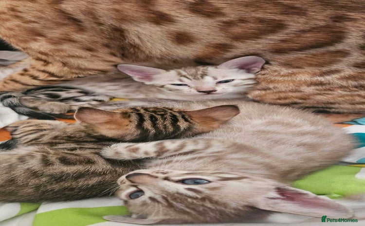 Bengal cats - Advert 10