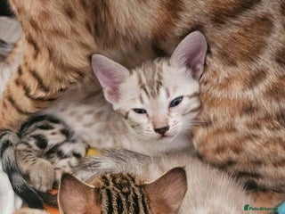 Bengal cats - Advert 9