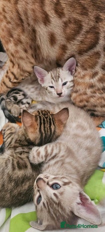 Bengal cats - Advert 10