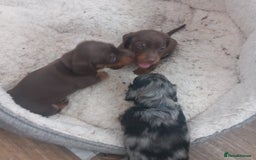 Miniature Dachshund dogs for sale: Miniature dachshund  - Image 10