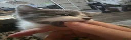 Ragdoll cats for sale: 4 ragdoll cross persian babys  - Advert 24