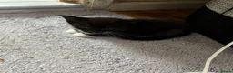 Mixed Breed cats for sale: Mixed Tabby kittens in London - Advert 7