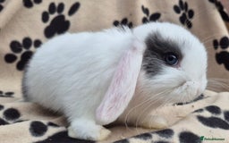 Mini Lop rabbits for sale: 8-9 week old mini lops  - Image 7