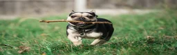 French Bulldog dogs for sale: Beautiful male french bulldog in London - Advert 5