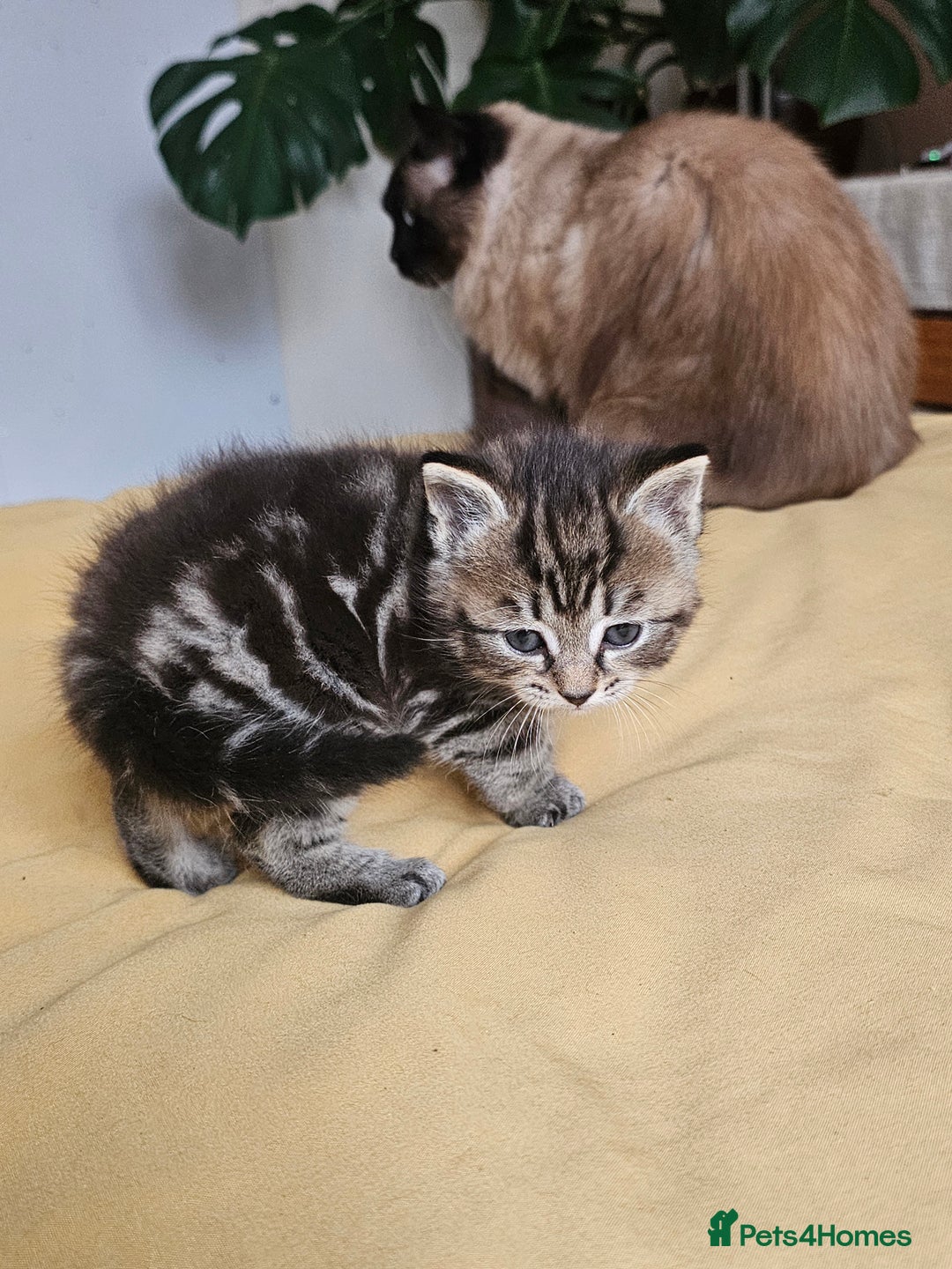 Toybob cats for sale: Bengal / Ragdoll  - Image 10