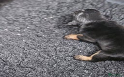 English Bulldog dogs for sale: KC Reg Champion Bloodlines 1 Girl Left £ 2800 - Image 29