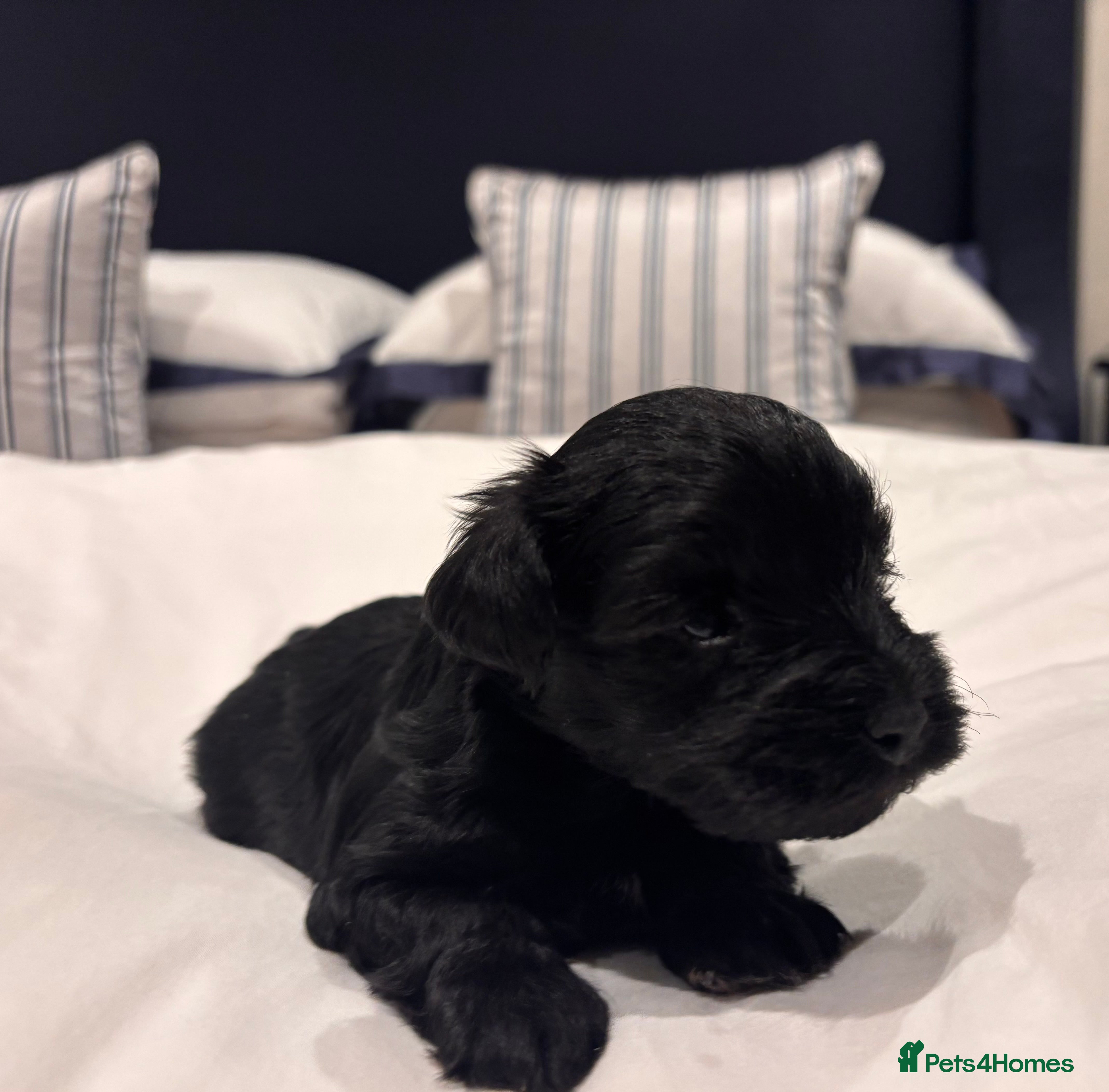 Miniature Schnauzer dogs KC Mini Schnauzer Black Boy BVA H/T one Black Boy  - Advert 2