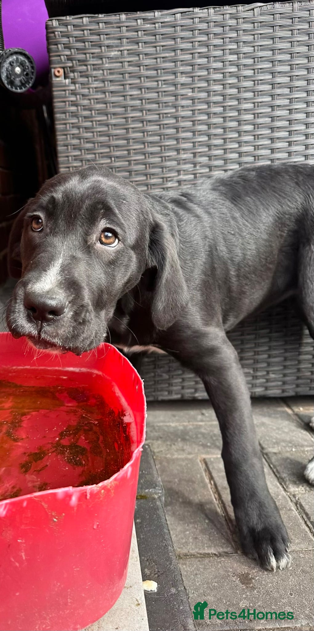 Mixed Breed dogs 🖤🤎2 🤎🖤Labrador-Cane Corso Puppies  - Advert 6