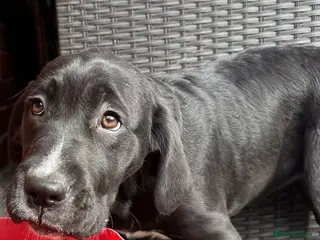 Mixed Breed dogs 🖤🤎2 🤎🖤Labrador-Cane Corso Puppies - Advert 6