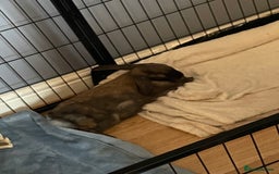 Mixed Breed rabbits for sale: 2 bonded female rabbits for rehoming  - Image 4