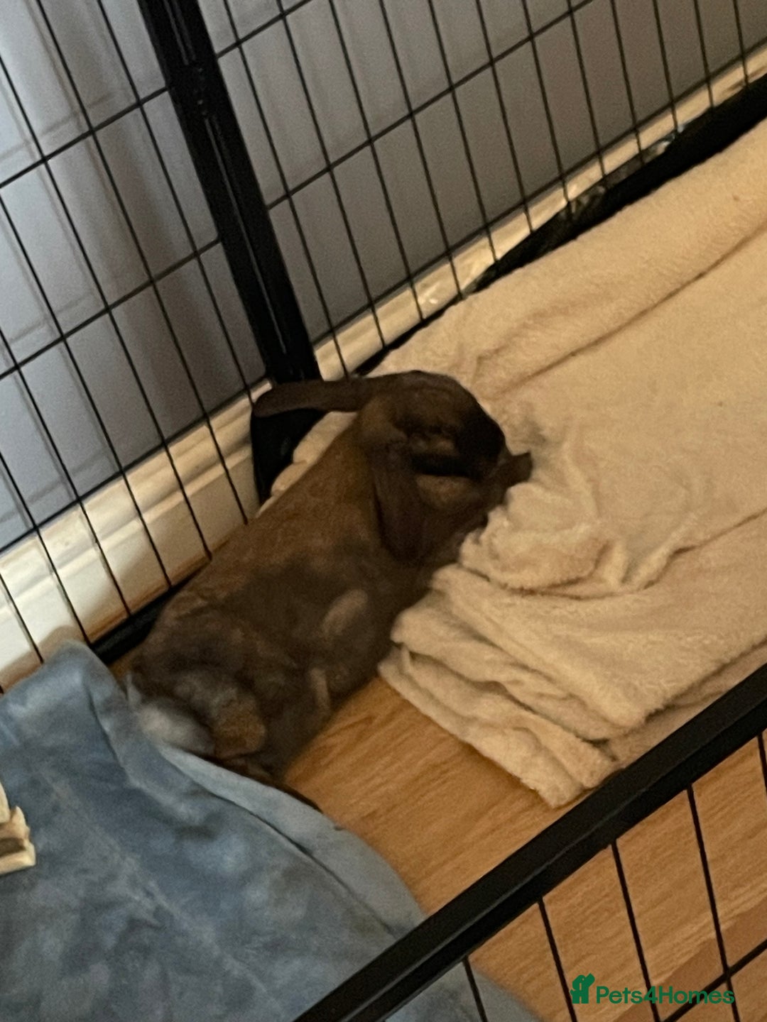 Mixed Breed rabbits for sale: 2 bonded female rabbits for rehoming  - Image 4