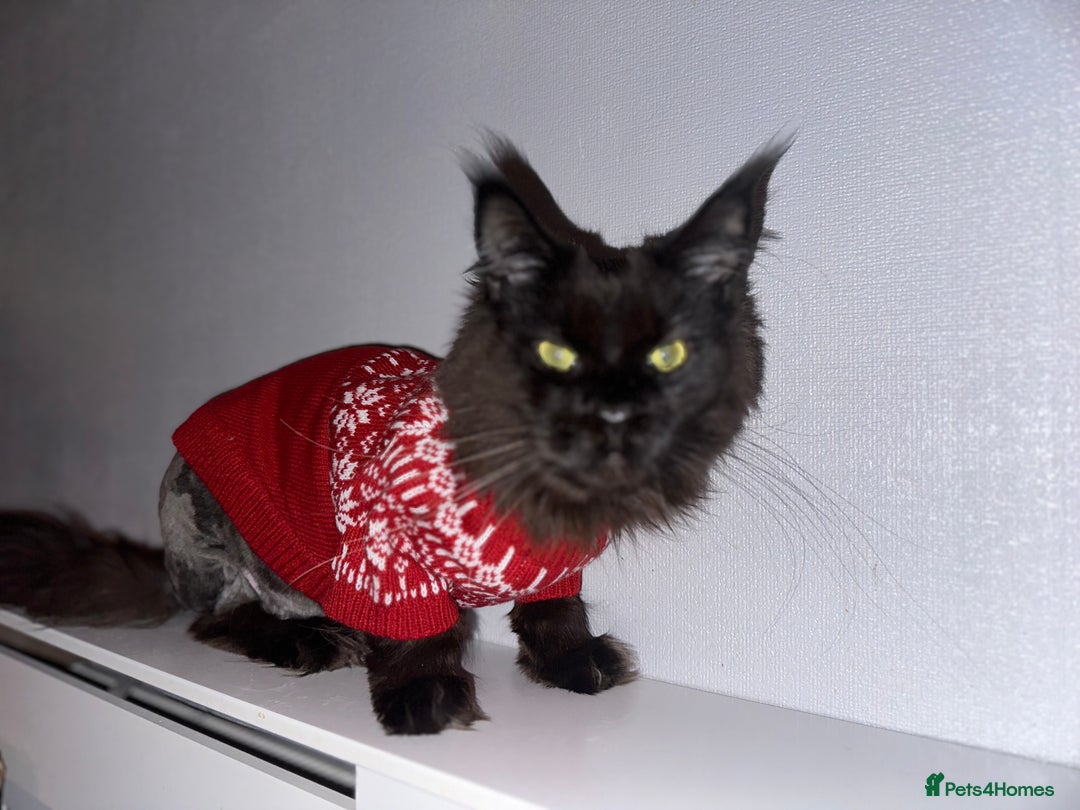 Maine Coon cats for sale: Male maine coon needs home - Advert 15