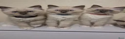 Ragdoll cats for sale: 🐾 Ragdoll Kittens Ready now !  - Advert 8
