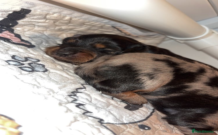 Miniature Dachshund dogs - Advert 13