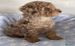 Cockapoo dogs for sale: Unique & stunning full DNA tested Cockapoo puppies - Image 4