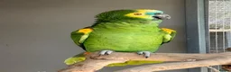 Parrots birds for sale: Blue Fronted Amazon for sale  - Advert 2