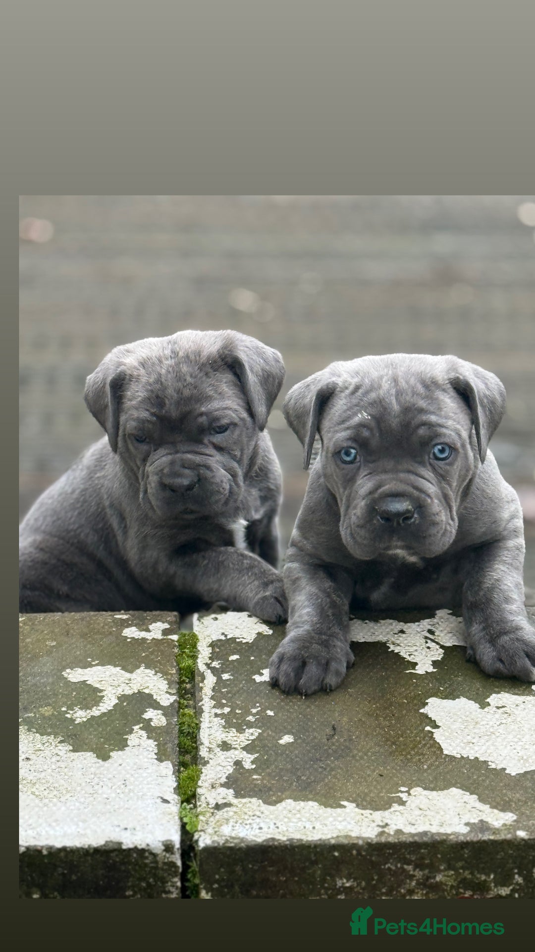 Cane Corso dogs for sale: Cane corso puppy’s  - Advert 2