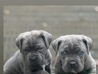 Cane Corso dogs Cane corso puppy’s - Advert 4