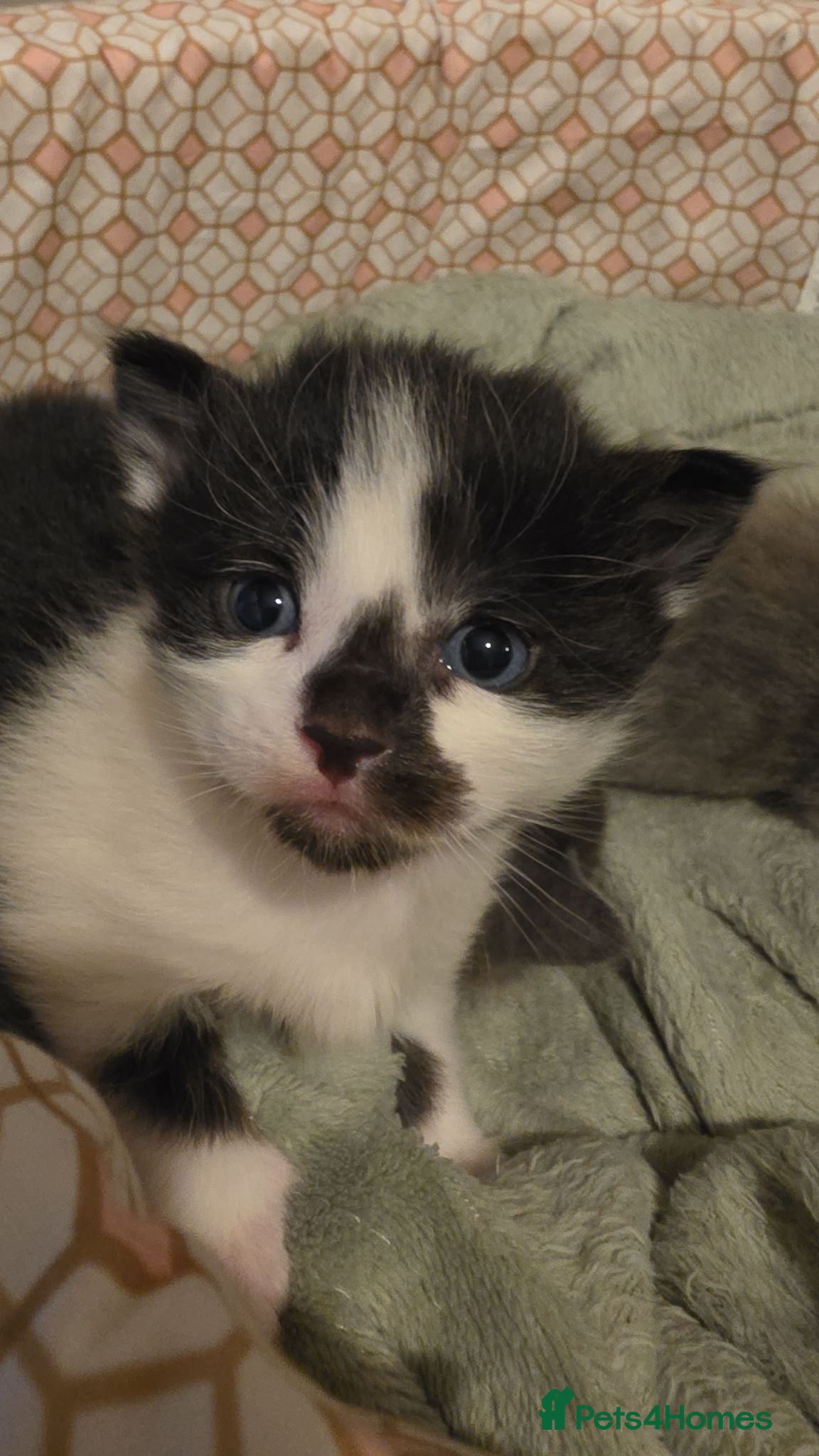 Mixed Breed cats 4 funny, playful, loving beautiful kittens  - Advert 1