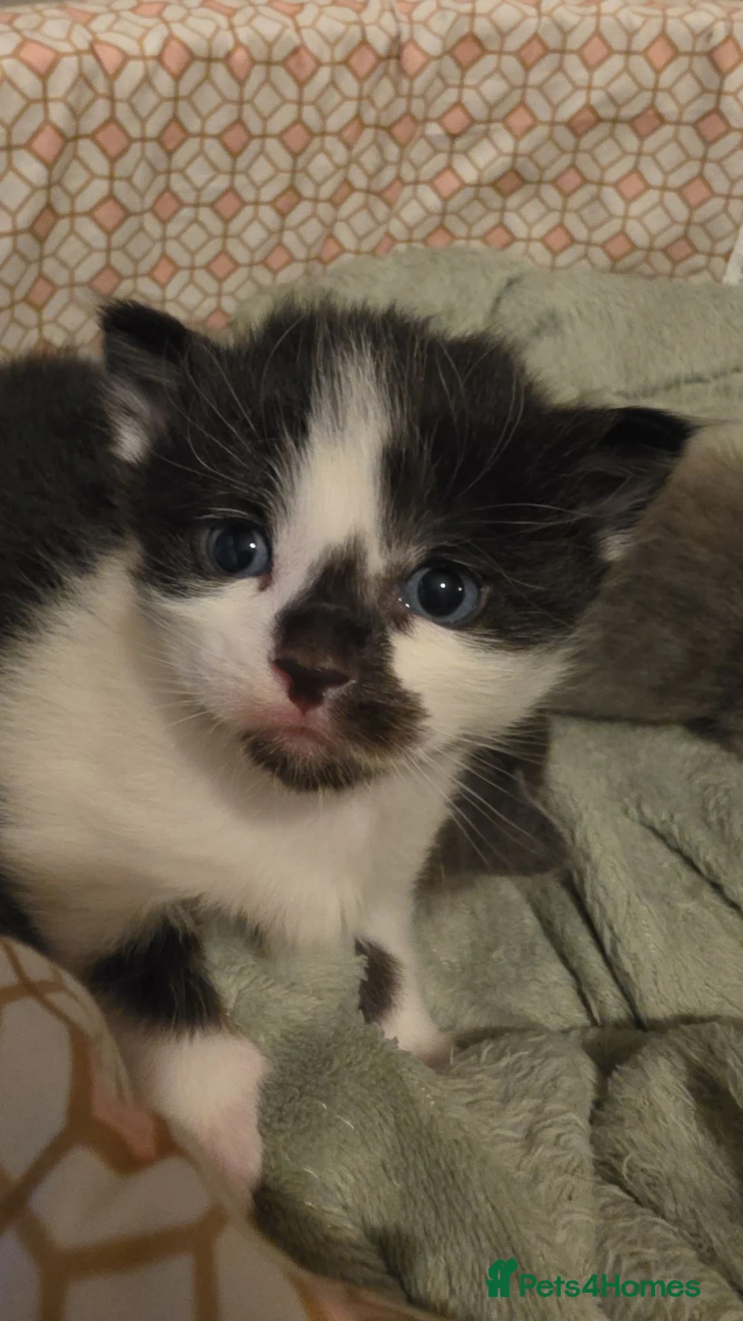 Mixed Breed cats for sale: 4 funny, playful, loving beautiful kittens  in Dunfermline - Advert 1