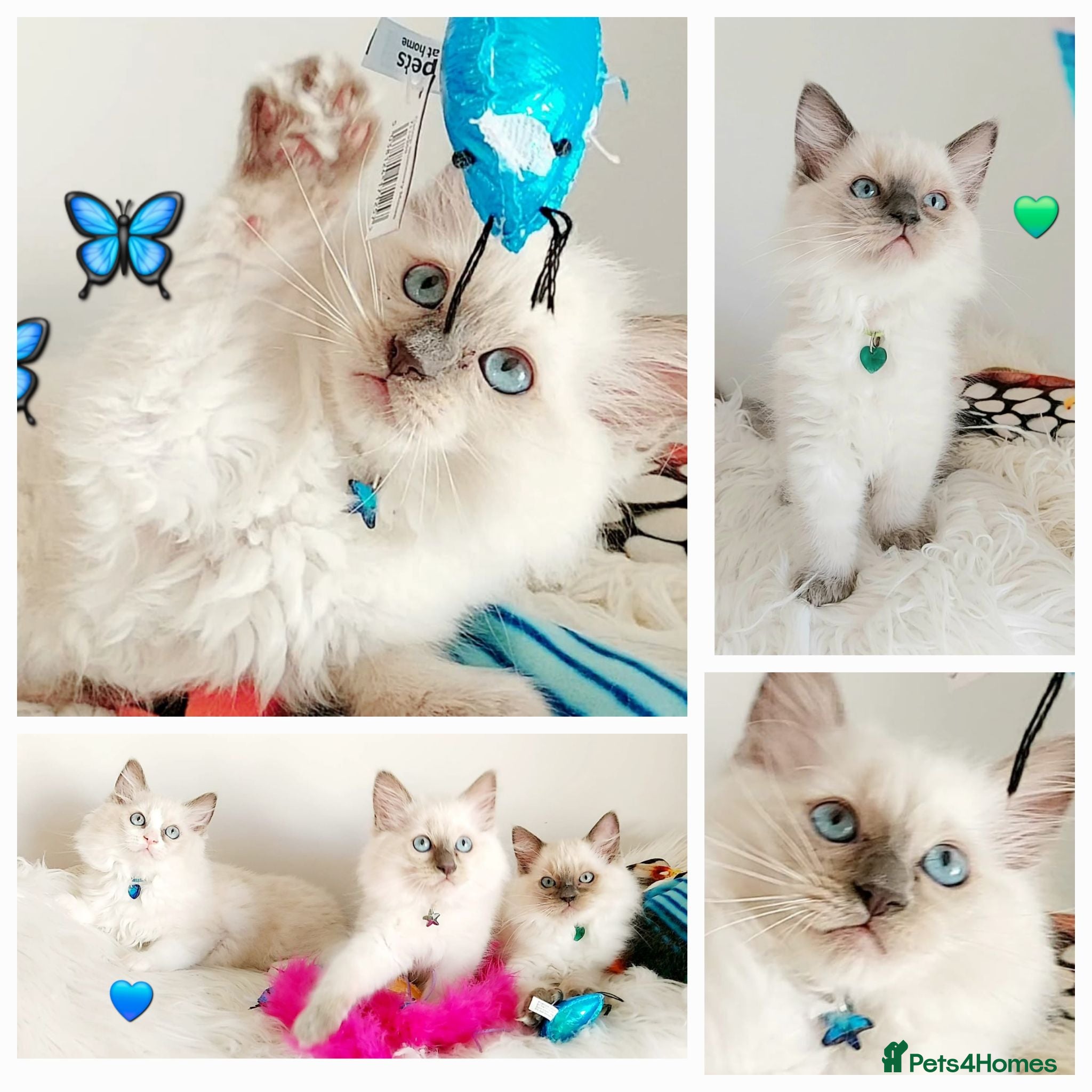 Ragdoll cats £ 450  😊😻PURE BEAUTIFUL RAGDOLL  - Advert 2
